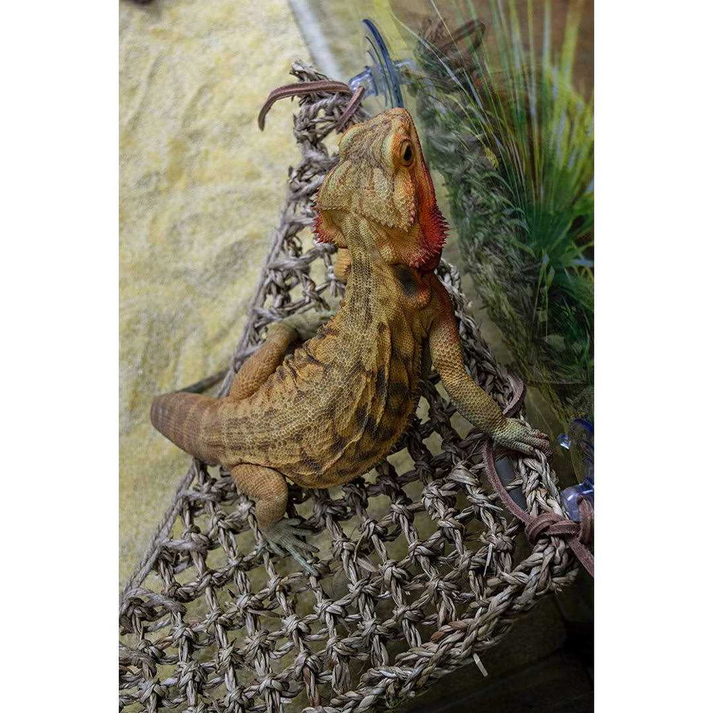 Lizard Lounger H86398