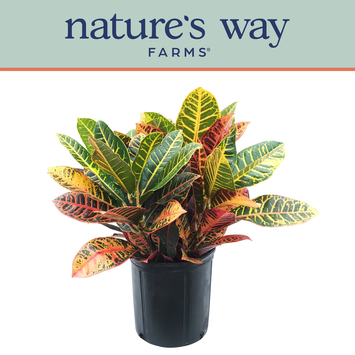 Croton Petra Live Plant 25-30 in. Tall Growers Pot Q502330