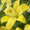 Lily Yellow Set of 7 Bulbs Perennial P8612