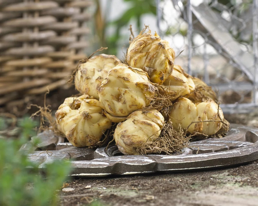 Lily Yellow Set of 7 Bulbs Perennial P8612