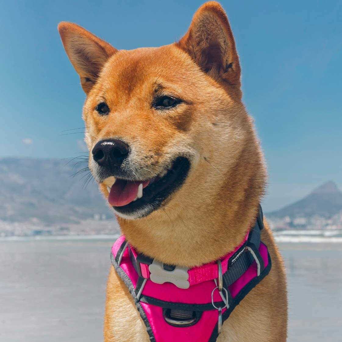 Red Dingo Padded Dog Harness N654