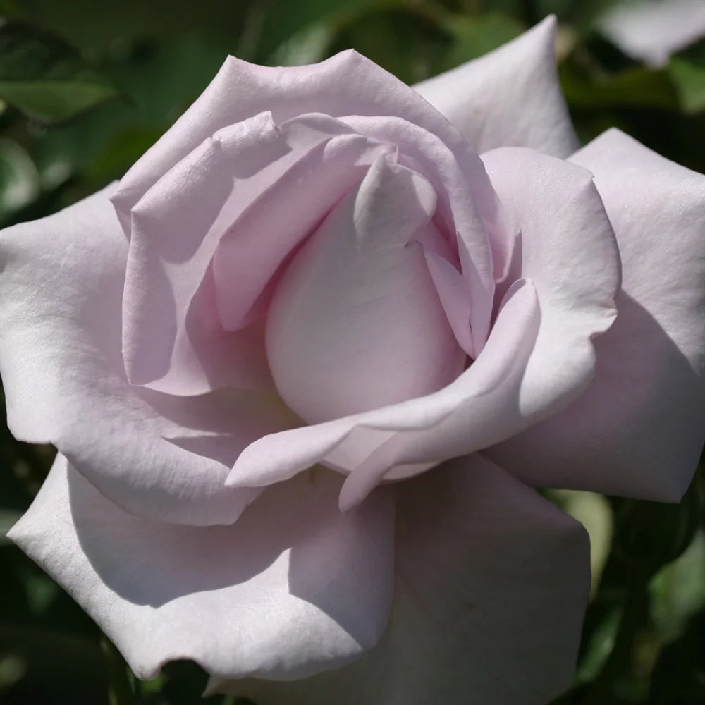 Live Purple Rose Bush S683153
