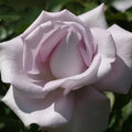 Live Purple Rose Bush S683153