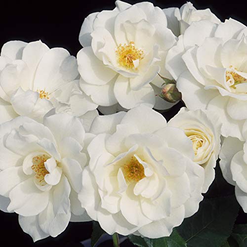 Climbing Rose Plant White Rose Bush L2204