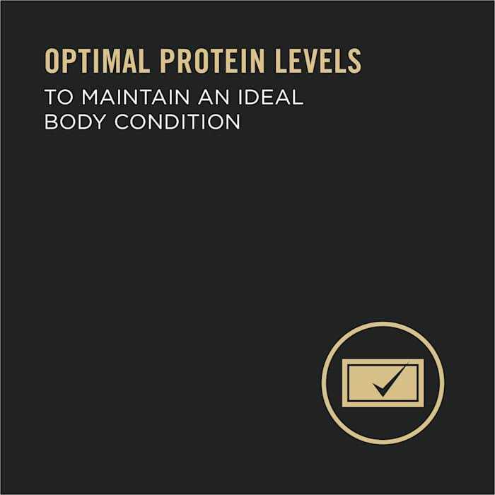 High Protein Wet Dog Food M2214