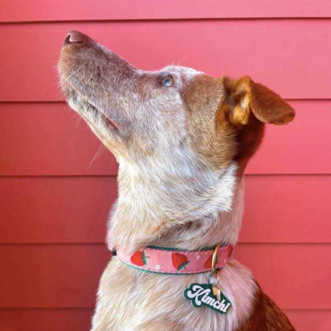 Strawberry Fields Dog Collar O554178