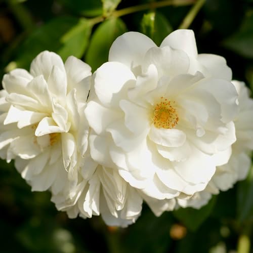 Climbing Rose Plant White Rose Bush L2204