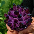 Large Natural Amethyst Crystal Cluster 500-600g S861