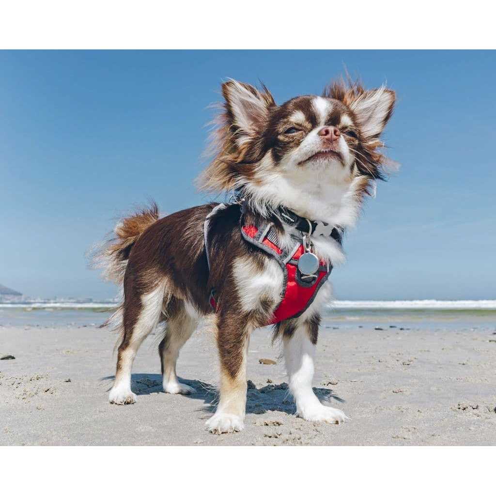 Red Dingo Padded Dog Harness N654