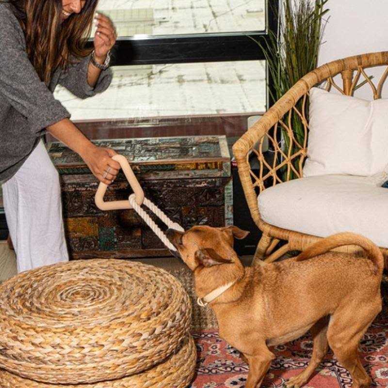Triangle Tug Dog Toy G97575