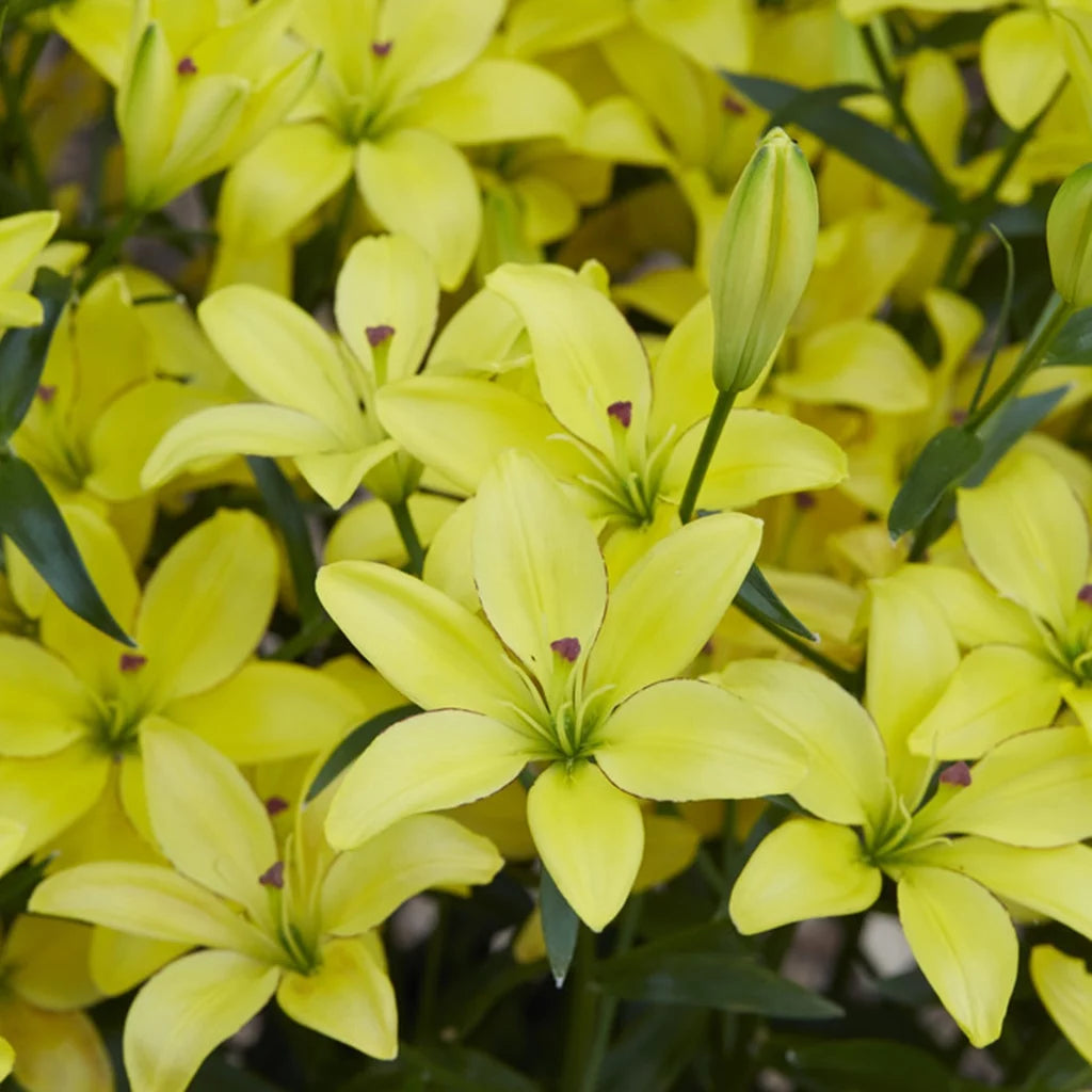 Lily Yellow Set of 7 Bulbs Perennial P8612