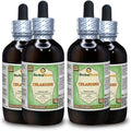 Organic Dried Above-Ground Parts Alcohol-Free Liquid Extract G446