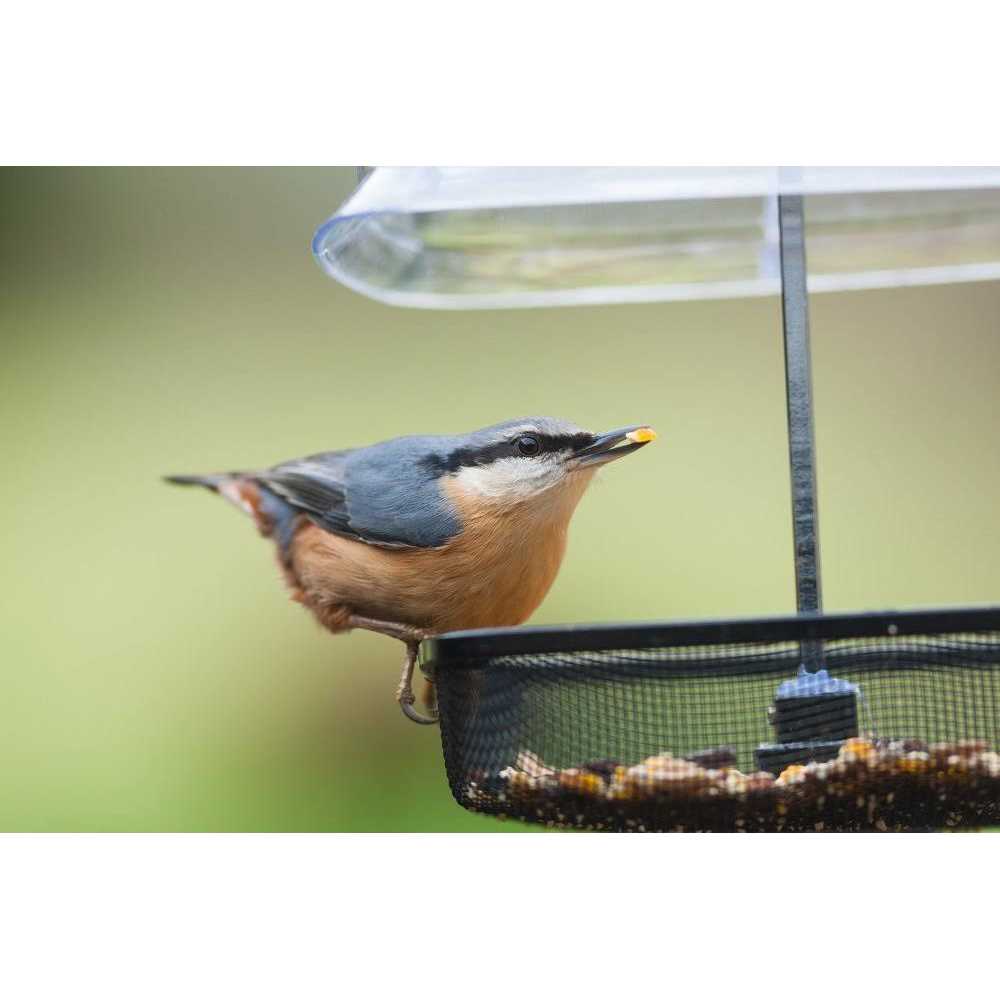 Cracked Corn Wild Bird Food N65370
