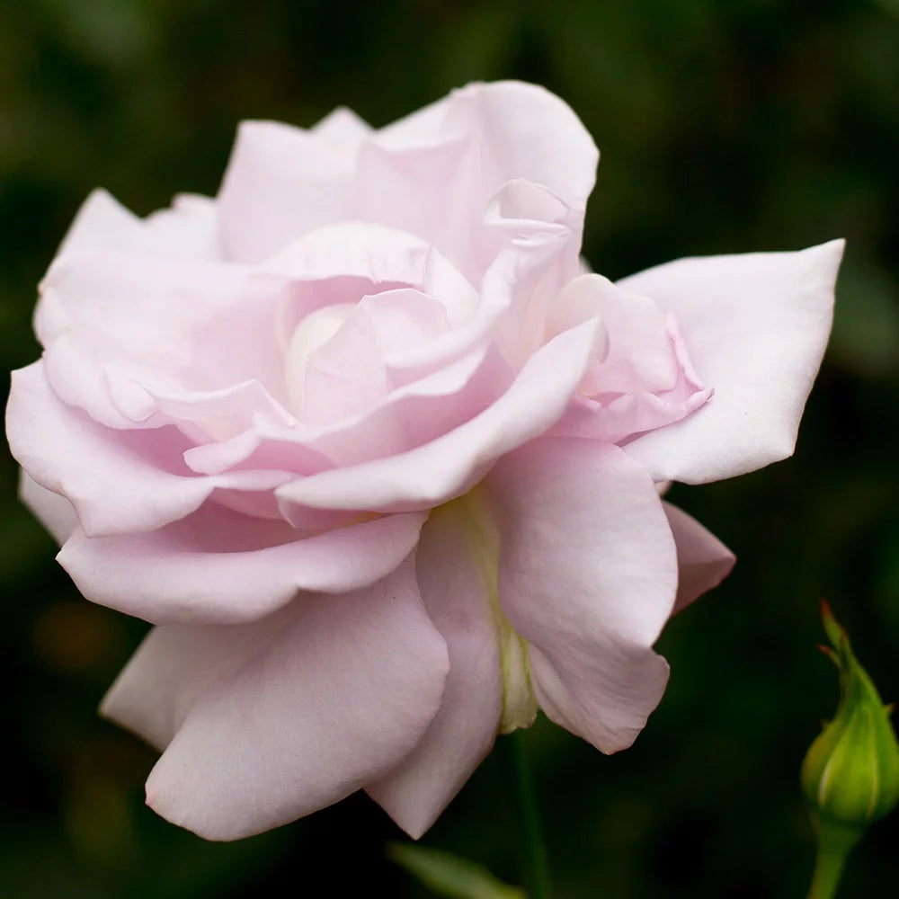Live Purple Rose Bush S683153