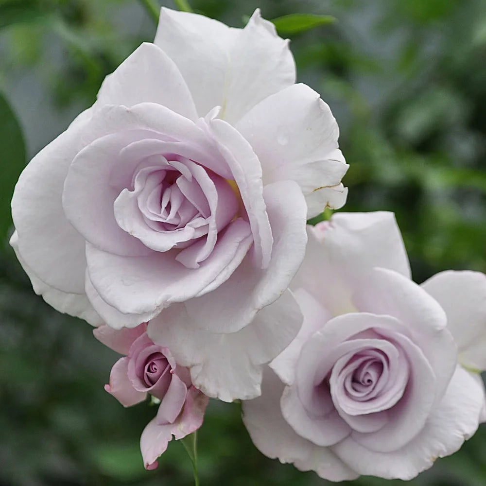 Live Purple Rose Bush S683153