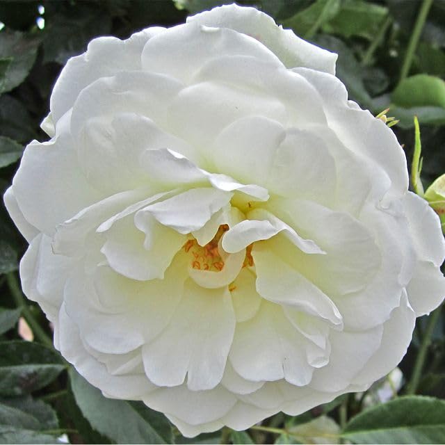Climbing Rose Plant White Rose Bush L2204
