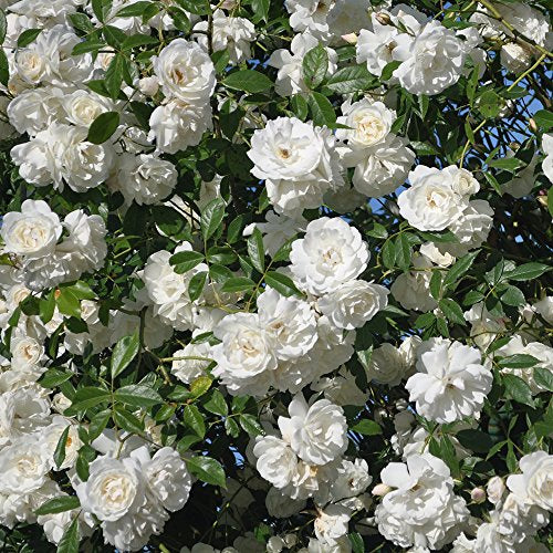 Climbing Rose Plant White Rose Bush L2204