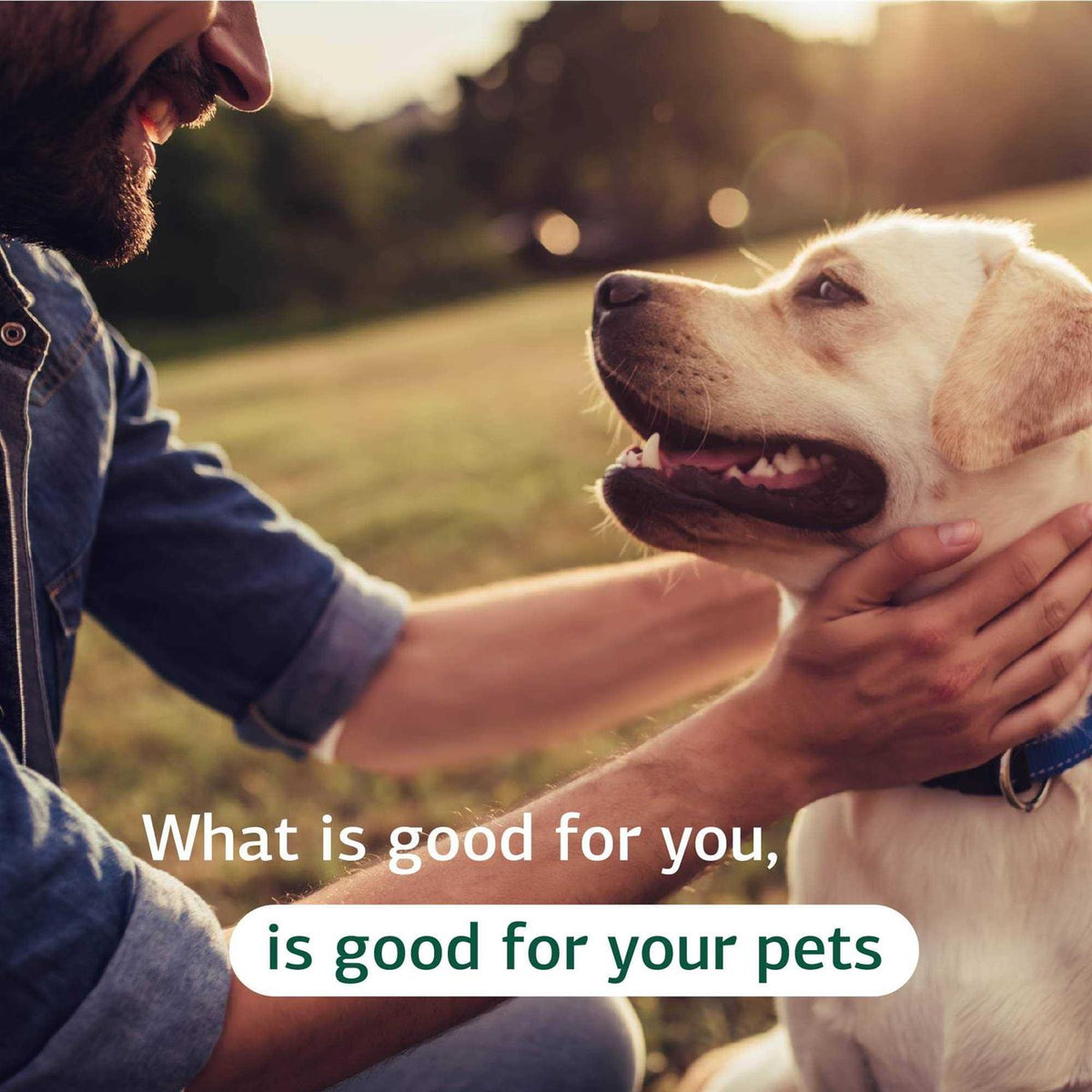 Cardiac Support Pet Supplies X733383