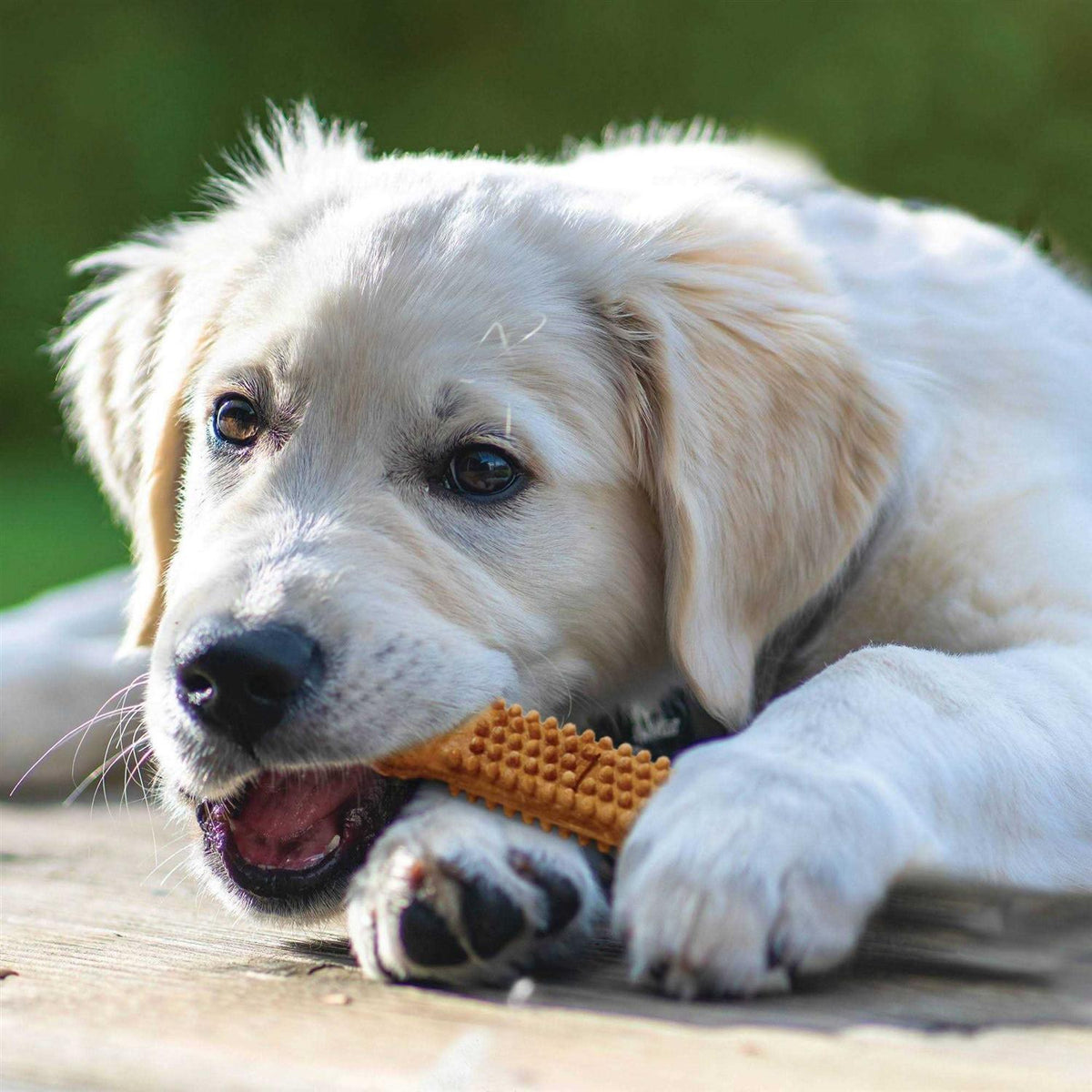 Turkey and Sweet Potato Dental Dog Treats K175317