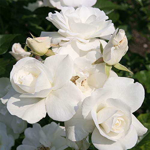 Climbing Rose Plant White Rose Bush L2204