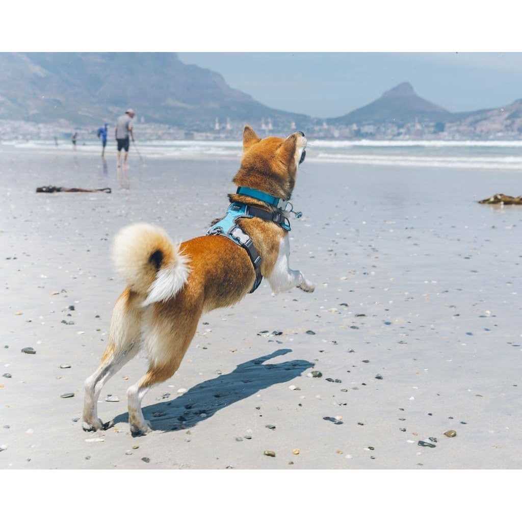 Red Dingo Padded Dog Harness N654